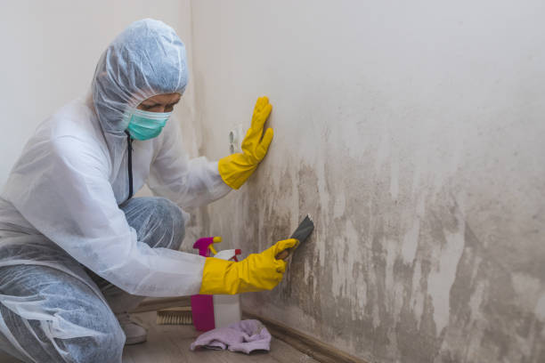 Trusted Harrisville, PA Mold Remediation Experts